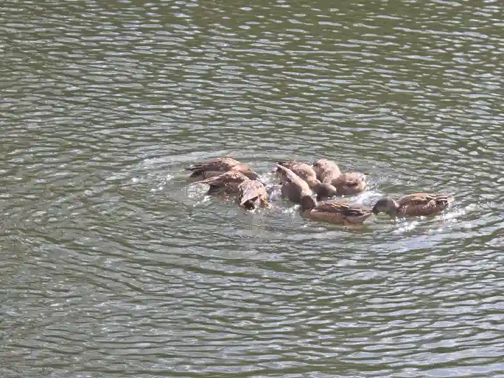 安倍文殊院 (奈良県)