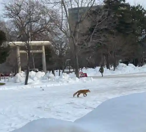 札幌護國神社の動物