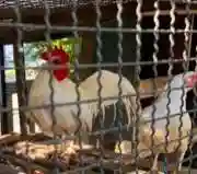 高知大神宮の動物