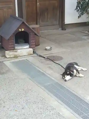 感通寺の動物