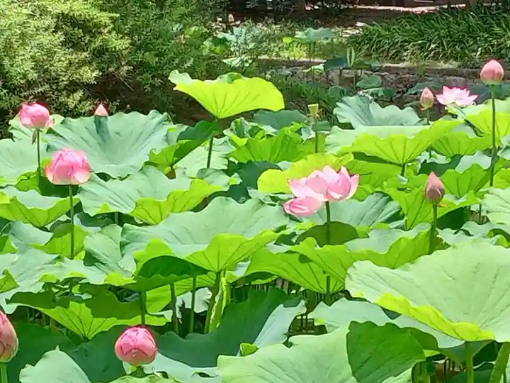 東寺(教王護国寺)の自然