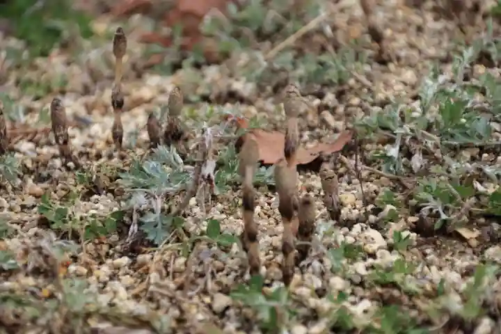 高屋敷稲荷神社の自然