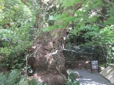 來宮神社(静岡県)