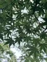 賀茂御祖神社(下鴨神社)(京都府)