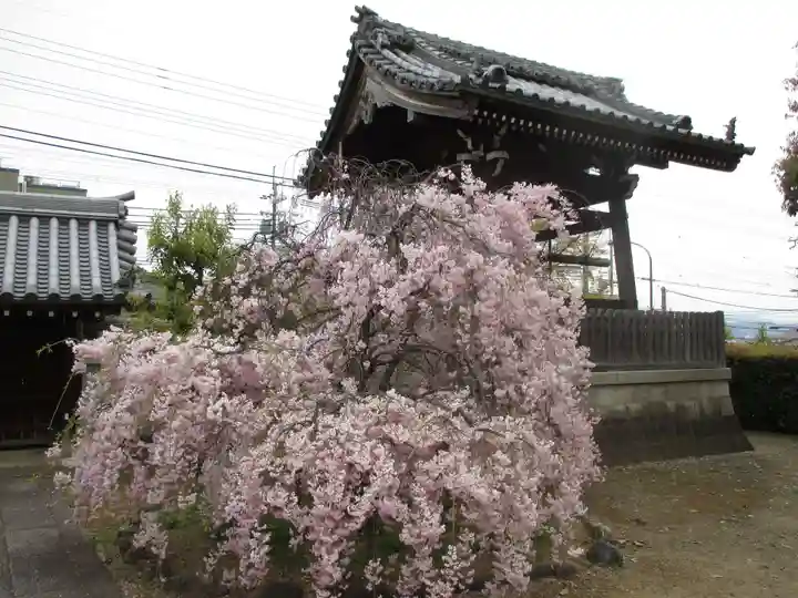 上品蓮台寺の自然