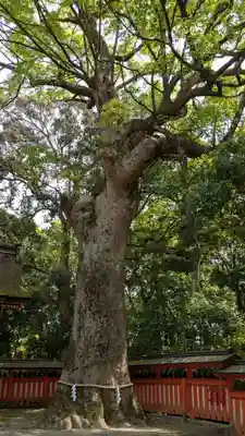 宇佐宮弥勒寺跡の自然