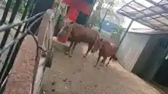 立石熊野神社の動物