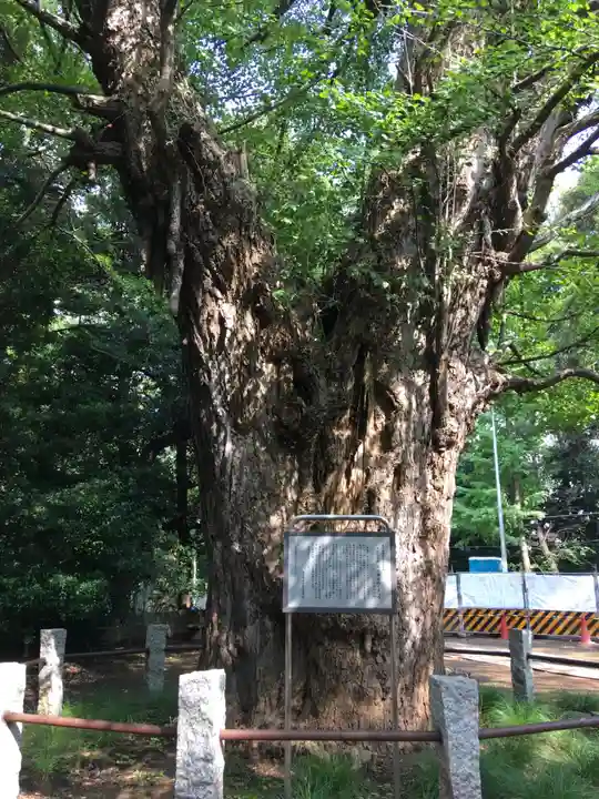赤坂氷川神社の自然