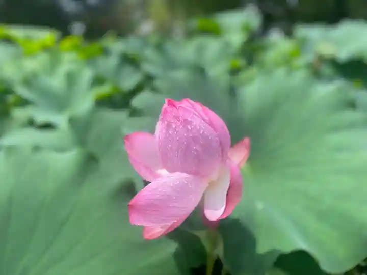 伊賀八幡宮(愛知県)