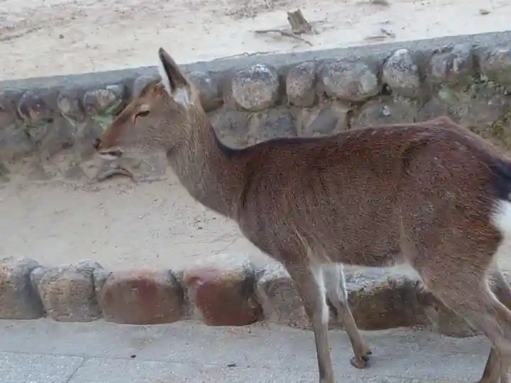 厳島神社の動物