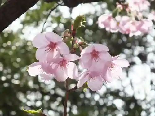 近江神宮の自然