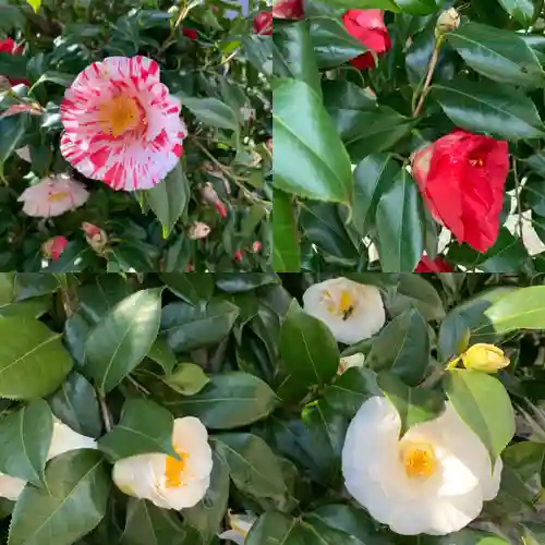 厚木神社の自然