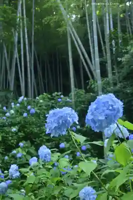 明月院(神奈川県)