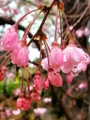 鳩森八幡神社(東京都)