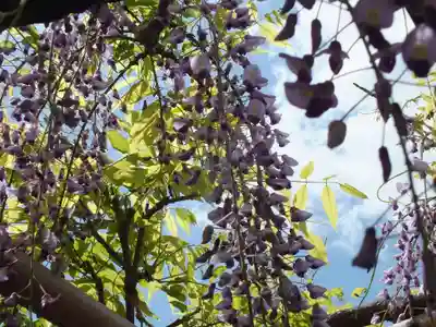惣社神社の自然