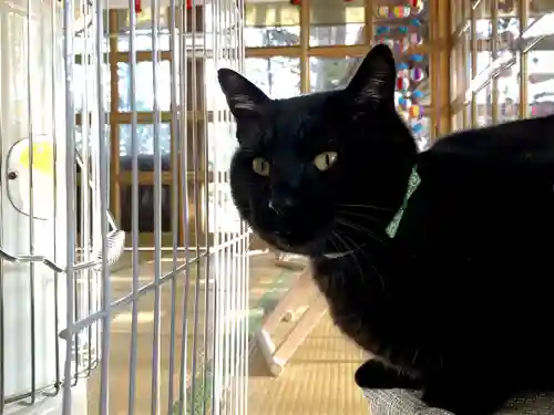高司神社〜むすびの神の鎮まる社〜の動物