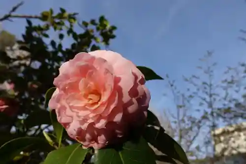 大報恩寺（千本釈迦堂）の自然