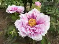 真言宗 善通寺派 薬王寺(香川県)