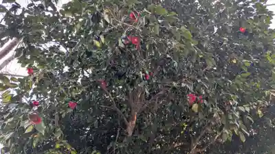 八坂三峯神社の自然