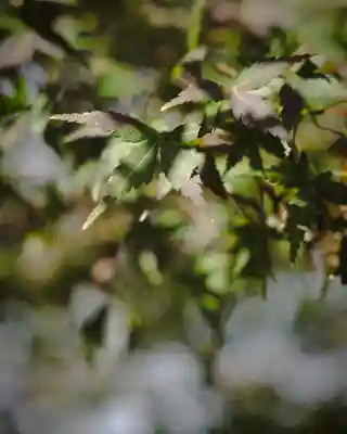 千葉縣護國神社(千葉県)