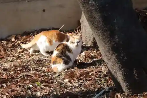 大井俣窪八幡神社の動物