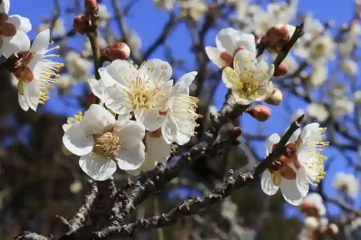 正法寺(京都府)
