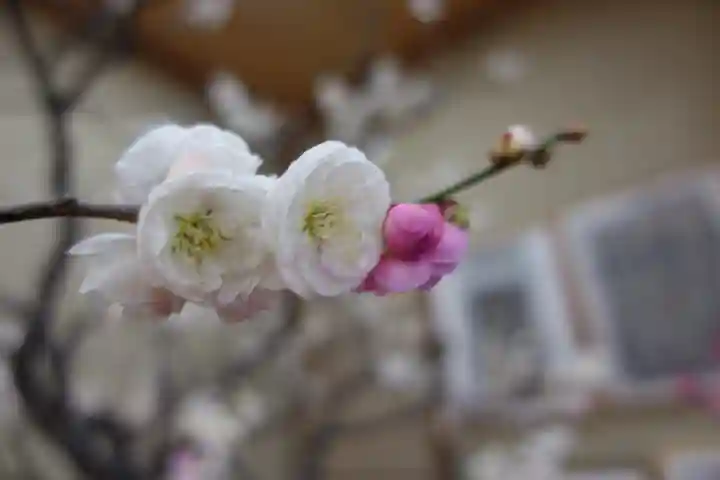 菅原天満宮(菅原神社)の自然
