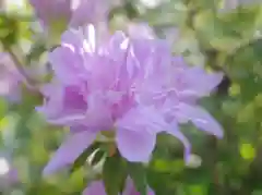 志波彦神社・鹽竈神社の自然