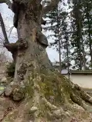 専修寺の建物その他