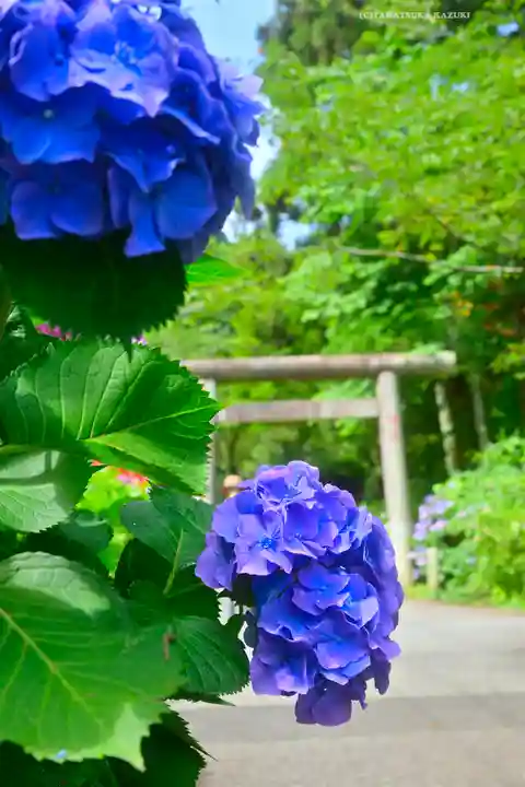 太平山神社(栃木県)