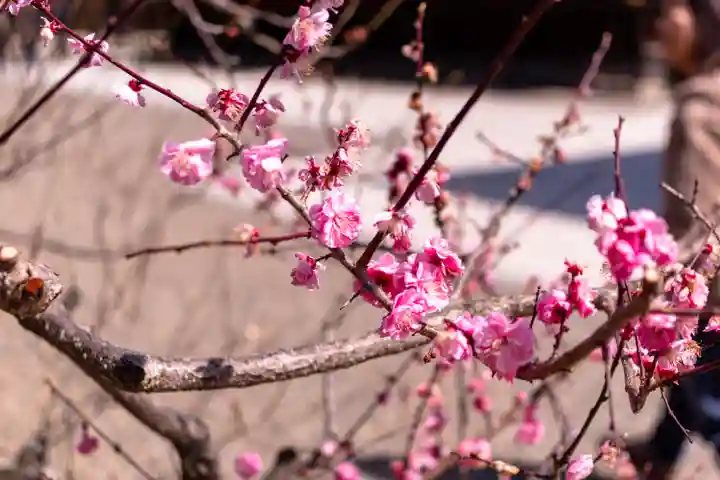 北野天満宮(京都府)