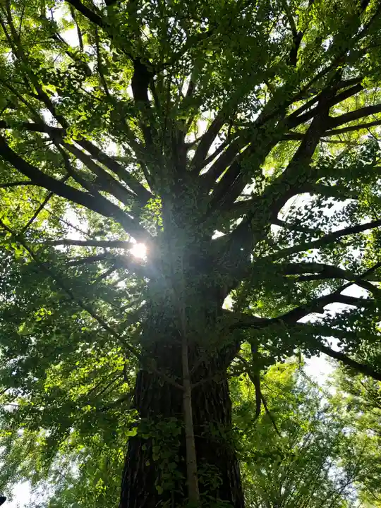 田無神社の自然