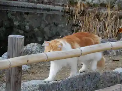 矢田寺南僧坊の動物