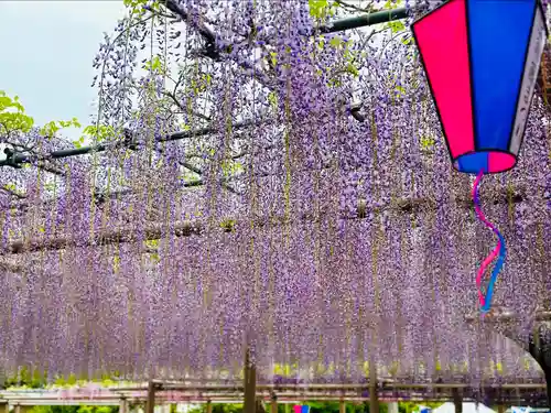 曼陀羅寺の自然