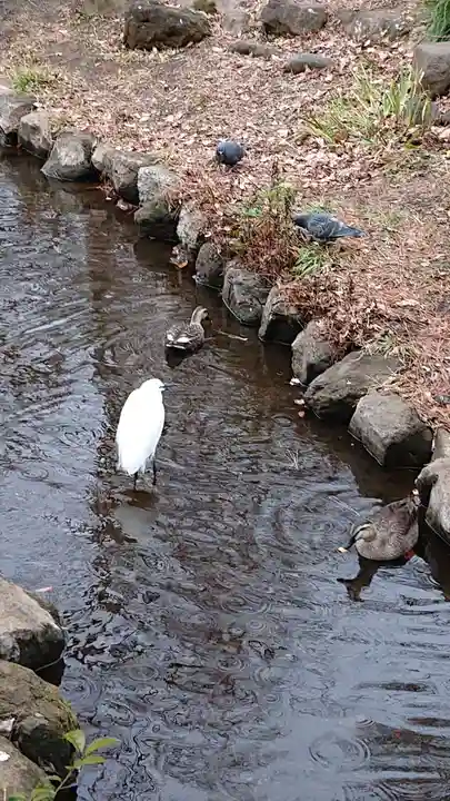 洗足池弁財天の動物