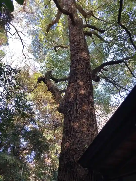 乃木神社の自然