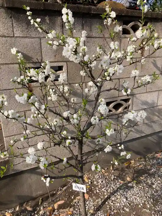 木場 洲﨑神社(東京都)