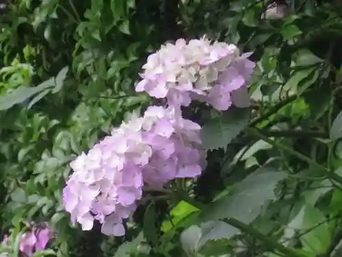 荏柄天神社の自然