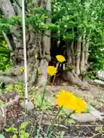黄金龍神社(桂不動)(北海道)