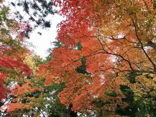 中尊寺の自然