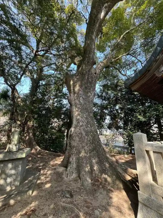 大歳神社の{uncategorized: "未分類", other: "その他", undefined: "問題あり", building: "その他建物", grave: "お墓", sacred_gate: "鳥居", guardian: "狛犬", statue: "像", buddha: "仏像", history: "歴史", nature: "自然", garden: "庭園", animal: "動物", pagoda: "塔", temizu: "手水舎", mountain_gate: "山門・神門", sanctuary: "本殿・本堂", subordinate: "末社・摂社", art: "芸術", scenery: "景色", jizo: "地蔵", ema: "絵馬", goshuin: "御朱印", omikuji: "おみくじ", items: "授与品その他", amulet: "お守り", goshuincho: "御朱印帳", eats: "食事", festival: "お祭り", votive_dance: "神楽", shichigosan: "七五三参", wedding: "結婚式", experience: "体験その他", initially: "初詣", around: "周辺", anti_infection: "感染症対策"}