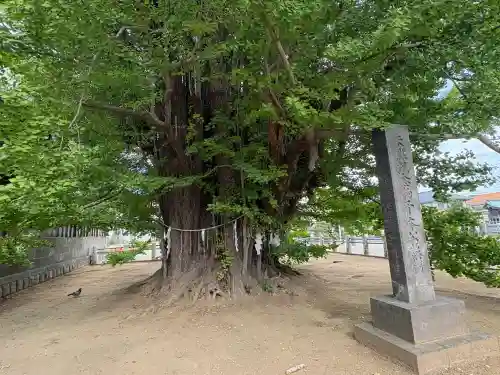 葛飾八幡宮(千葉県)