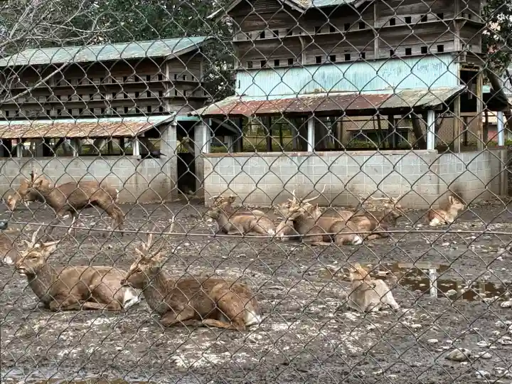 三嶋大社(静岡県)