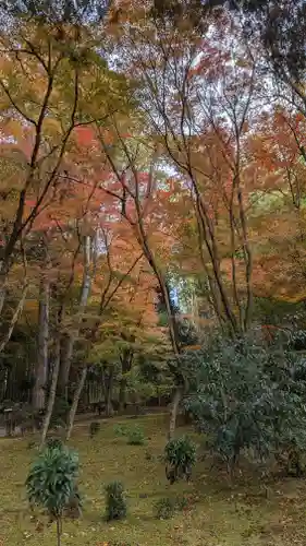 地蔵院(京都府)