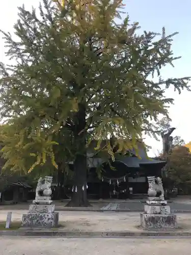 賀羅加波神社の狛犬