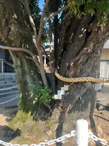村國真墨田神社(岐阜県)