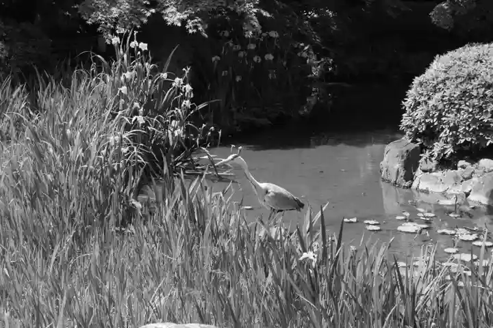 東寺(教王護国寺)の動物