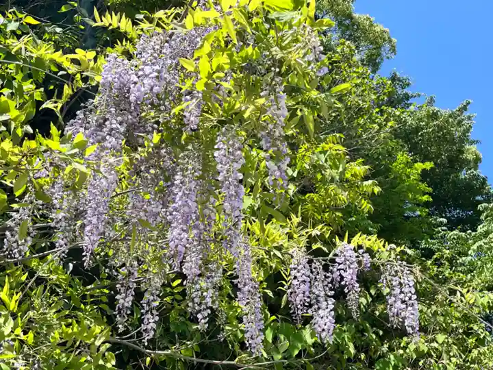 朝護孫子寺(奈良県)