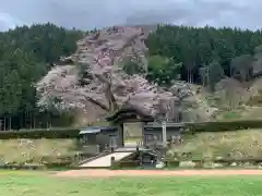 朝倉神社の自然