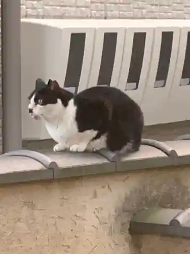 寛永寺(根本中堂)の動物